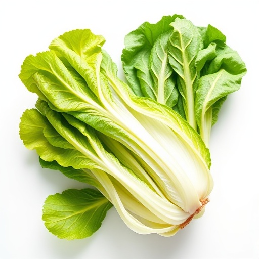 有机生菜