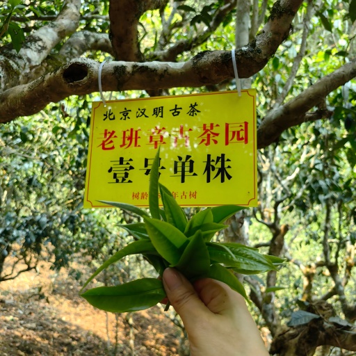 采茶